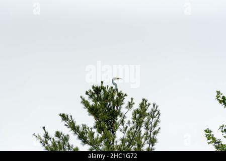 Großreiher oder Großreiher thronen hoch oben in einer Kiefer. Stockfoto