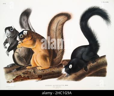 Fuchshörnchen (Sciurus capistratus) aus den viviparösen Vierbeinigen Nordamerikas (1845), illustriert von John Woodhouse Audubon (1812-1862). Stockfoto