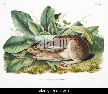 Schwarzschwanz-Hase (Lepus negricaudatus) aus den viviparösen Vierbeiner Nordamerikas (1845), illustriert von John Woodhouse Audubon (1812-1862). Stockfoto