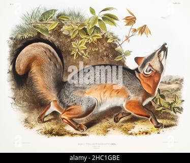 Grauer Fuchs (Canis Virginianus) aus den viviparösen Vierbeiner Nordamerikas (1845), illustriert von John Woodhouse Audubon (1812-1862). Stockfoto