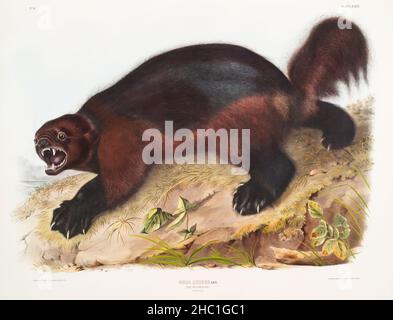 Wolverine (Gulo luscus) aus den viviparösen Vierbeiner Nordamerikas (1845), illustriert von John Woodhouse Audubon (1812-1862). Stockfoto