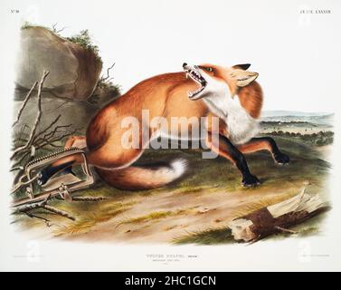 American Red-Fox (Vulpes fulvus) aus den viviparösen Vierbeinen Nordamerikas (1845), illustriert von John Woodhouse Audubon (1812-1862). Stockfoto