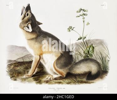 Swift Fox (Vulpes velox) aus den viviparösen Vierbeiner Nordamerikas (1845), illustriert von John Woodhouse Audubon (1812-1862). Stockfoto