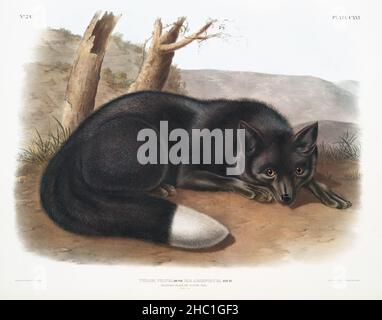 Amerikanischer Schwarz- oder Silberfuchs (Vulpes fulvus) aus den viviparösen Vierbeinen Nordamerikas (1845), illustriert von John Woodhouse Audubon (1812-1862). Stockfoto