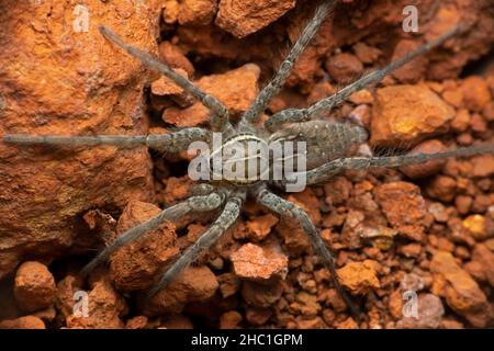 Riesige Trichterspinne, Hippasa-Arten, Wolfsspinnen aus der Familie Lycosidae, Satara, Maharashtra, Indien Stockfoto