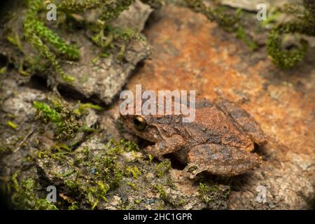 Indische Strauchfrosch, Raorchestes johnceei endemisch zu westlichen Ghats, Bamnoli Satara, Maharashtra, Indien Stockfoto