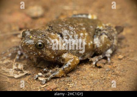 Ramanella mormorata, auch bekannt als der indische Punktfrosch, marmorierte Ramanella, ist eine in den Westghats, Indien, endemische Art von Schmalmäugling-Frosch Stockfoto