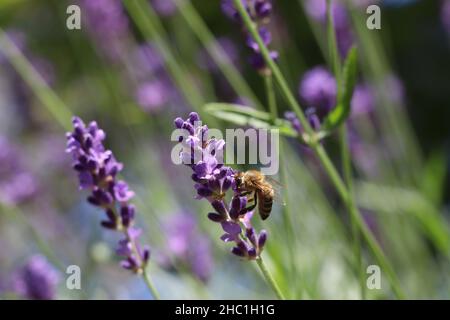 Biene auf Lavendel sammelt Pollen Deutschland Stockfoto