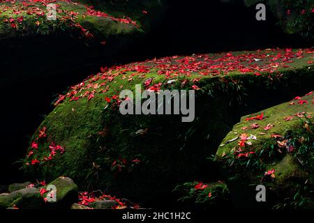Gefallene rote Ahornblätter im Herbst auf den Felsen. Abstrakte rote Ahornblätter im Sonnenlicht gegen grünes Moos und dunklen Schatten. Stockfoto
