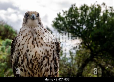 Porträt eines weißen und grauen wanderfalken Stockfoto