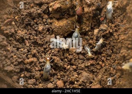 Termitenkolonie, die aus Arbeitern mit weißer oder hellbrauner Farbe besteht, auch weiße Ameisen genannt., Satara, Maharashtra, Indien Stockfoto