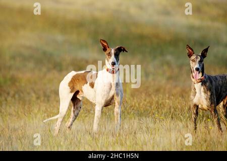 Mudhol Hunderasse, Wilderer verwenden diese Hunde für die Jagd, Satara, Maharashtra, Indien Stockfoto