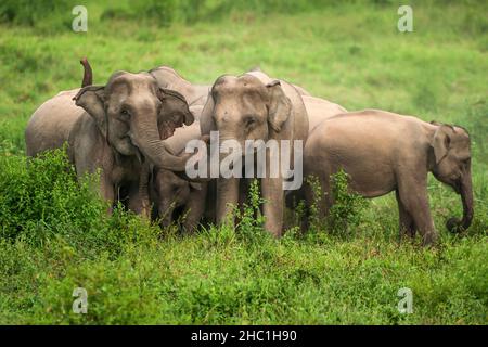 Eine Herde asiatischer Elefanten schützt ein neugeborenes Elefantenkalb vor Raubtieren im Grasland. Kui Buri National Park, Prachuap Khiri Khan, Thailand. Stockfoto