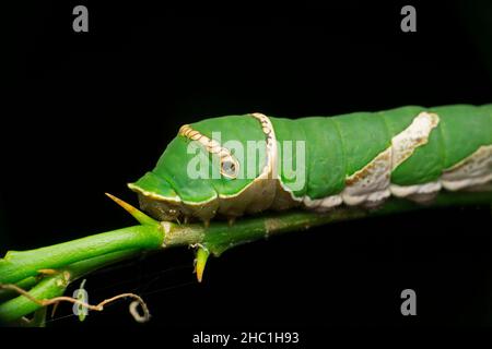 Raupe des gewöhnlichen mormonenschmetterlings, Papilio polytes, Satara, Maharashtra, Indien Stockfoto