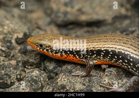 Gemeiner Skink oder kieliger indischer Mabuya, Eutropis carinata, Satara, Maharashtra, Indien Stockfoto