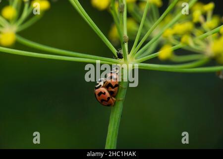 Paarung von Marienkäfern, Coccinella-Arten, Satara, Maharashtra, Indien Stockfoto