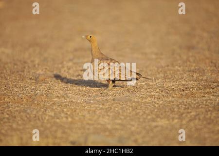 Nadelschwanz-Sandhuhn, Pterocles alchata, Satara, Maharashtra, Indien Stockfoto