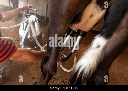 Bauern geben Milchvieh in einer lokalen Milchwirtschaft melkende Hände. Melken einer Kuh mit einer Melkmaschine in einer Scheune. Landwirtschaft, Viehzucht, Milchkuhkonzept Stockfoto