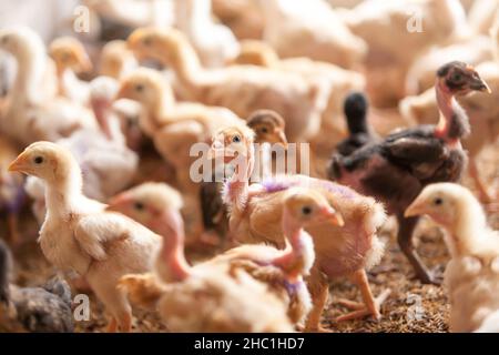 Eine Herde Küken in einer Geflügelfarm. Ein kommerzielles Hühnerhaus. Landwirtschaft, Tierkonzepte. Nahaufnahme. Selektiver Fokus. Stockfoto