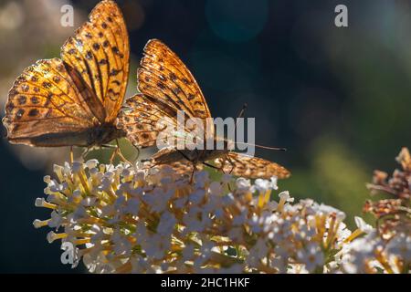 Schmetterling Kaisermantel sitzt auf Lilac Deutschland Stockfoto