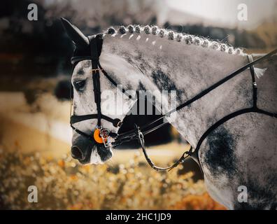 Porträt eines schönen getupften grauen Pferdes mit einer geflochtenen Mähne an einem warmen sonnigen Sommertag. Reitsport. Pferdesport. Stockfoto