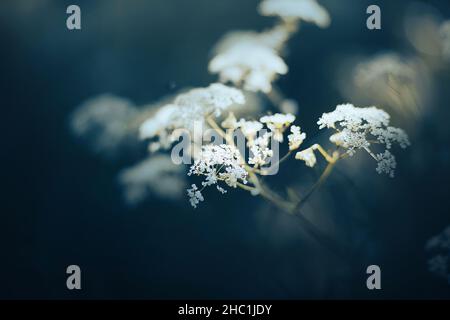 Schöne weiße, flauschige, zarte Wildkarottenblüten an dünnen Stielen blühen in der Sommerdämmerung, beleuchtet von einem Lichtstrahl. Natur. Stockfoto