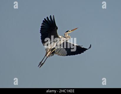 Großer grauer Reiher ardea cinerea im Flug vor blauem Himmel Hintergrund mit ausgebreiteten Flügeln Stockfoto