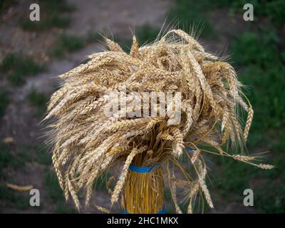 Eine Garbe Weizenohren, Nahaufnahme. Ein Haufen reifer Stacheletts, gebunden mit blauen Seilen. Stockfoto