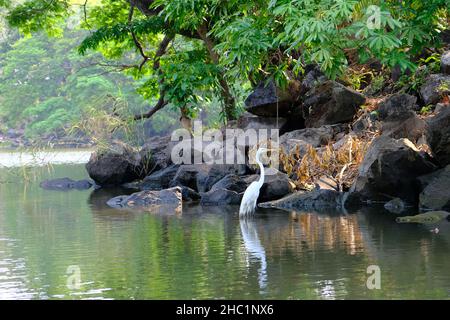 Nicaragua Granada Las Isletas de Granada - Inselchen von Granada - Vogelbeobachtungstour Stockfoto