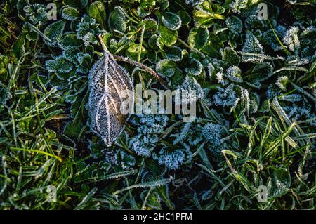 Nahaufnahme eines braunen Blattes, das in der Wintersonne mit Frost bedeckt ist Stockfoto