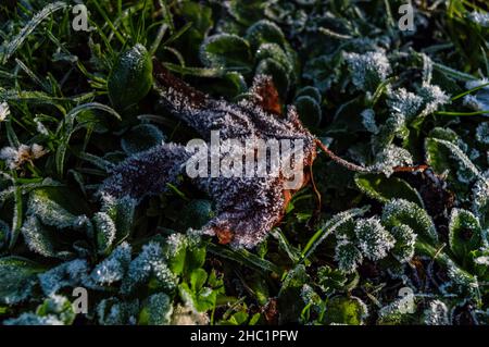 Nahaufnahme eines braunen Blattes, das in der Wintersonne mit Frost bedeckt ist Stockfoto