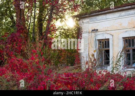 Wunderschöne rote Dickichte von Virginia Creeper (Victoria Creeper, fünfblättriger Efeu oder fünf Finger) rund um das alte Herrenhaus an einem Herbsttag. Manor Panskoe Stockfoto