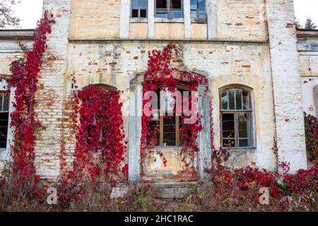 Die Fassade des alten Nebengebäudes mit dem Zwischengeschoss des Anwesens Panskoye, umgeben von roten Dickichten von Virginia Creeper (Victoria Creeper, fünf-le Stockfoto