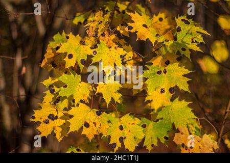 Vergilbte Ahornblätter mit schwarzen Flecken, Angriff durch den Pilz Rhytisma acerinum Stockfoto