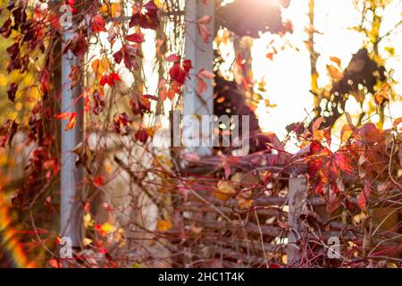 Schöner Herbsthintergrund. Virginia Creeper (Parthenocissus quinquefolia) an der Fassade des Gebäudes. Landschaftlich schöner Blick auf die Ecke eines ländlichen Hauses Stockfoto