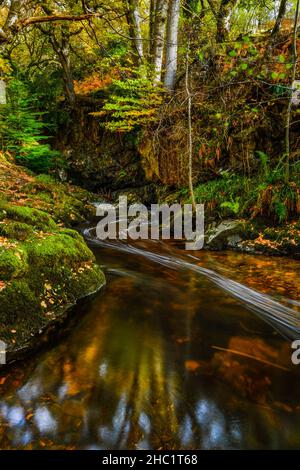 Aira Beck im Lake District in voller Herbstfärbung, stromaufwärts des Aira Force Wasserfalls. Stockfoto