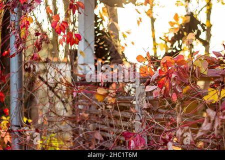 Schöner Herbsthintergrund. Virginia Creeper (Parthenocissus quinquefolia) an der Fassade des Gebäudes. Landschaftlich schöner Blick auf die Ecke eines ländlichen Hauses Stockfoto