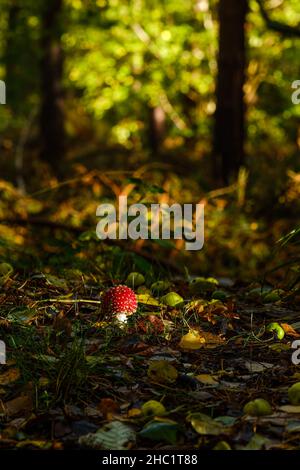 Fliegenpilz (Amanita muscaria) im Wald, umgeben von gefallenen Früchten. Oakley Wood, Leamington Spa, Warwickshire Stockfoto