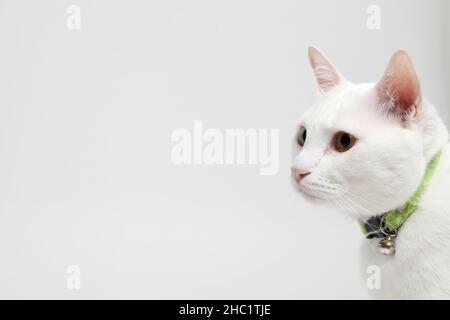 Das Gesicht der weißen Katze auf dem weißen Hintergrund. Stockfoto