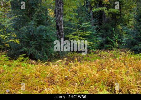 Ein Herbstwald im Delaware State Forest in Pennsylvania, Pocono Mountains Stockfoto