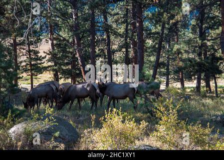 Ein Harem von Hirschen tut im Wald der Rocky Mountains, USA Stockfoto