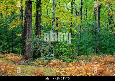 Ein Herbstwald im Delaware State Forest in Pennsylvania, Pocono Mountains Stockfoto