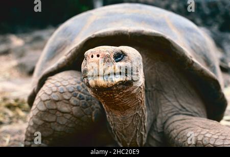Galapagos-Riesenschildkröte (Geochelone elephantopus) auf der Charles Darwin Research Station, Galapagos-Inseln Stockfoto