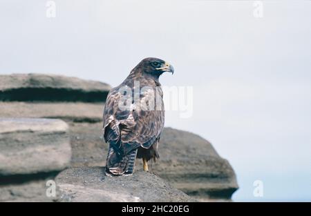 Galapagos-Falke (Buteo galapagoensis), der von einem Aussichtspunkt auf der Klippe nach Beute sucht Stockfoto