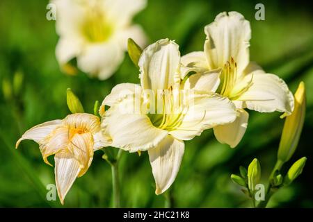 Elfenbeinweiße Hemerocallis Arctic Snow plant, bekannt als Taglilie, Lilium oder Lily Pflanze in einem britischen Cottage Stil Garten an einem sonnigen Sommertag, schön o Stockfoto