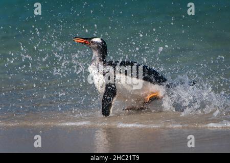 Gentoo-Pinguin (Pygoscelis papua) beim Surfen und Planschen im Meer auf der Insel Saunders, den Falkland-Inseln Stockfoto