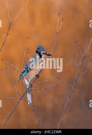 Blue Jay (Cyanocitta cristata) thront an einem kanadischen Wintertag bei Sonnenaufgang auf einem Ast. Stockfoto
