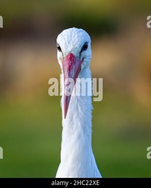 Close up of head of a White Stork with large red beak Stockfoto