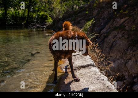 Hund spielt am Fluss Bosso entlang Stockfoto