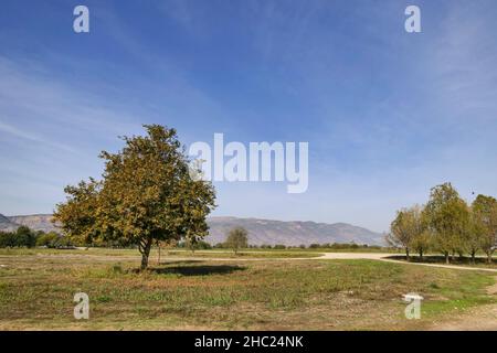 Papyrus-Dickicht vor dem Hintergrund von Bergen und blauem Himmel. Agamon Hula. Israel Stockfoto